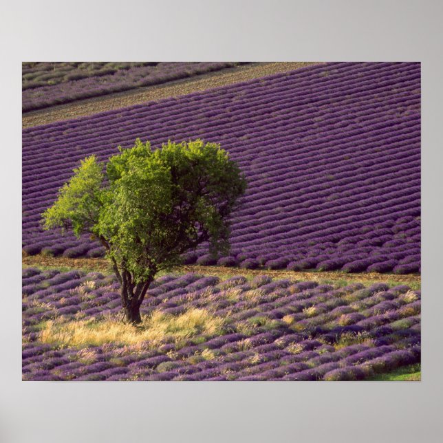 Lavender fält i High Provence, Frankrike Poster (Framsidan)
