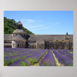 Lavender Fält i Senanque Abbey Poster