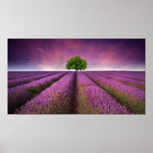 Lavender Fält landskap, sommartid Poster