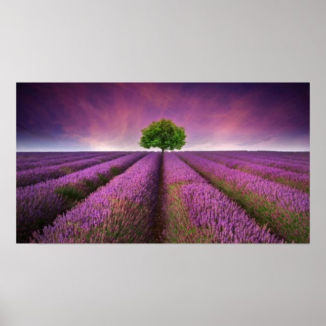 Lavender Fält landskap, sommartid Poster (Framsidan)