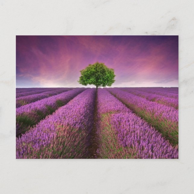 Lavender Fält landskap, sommartid Vykort (Framsida)