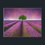 Lavender Fält landskap, sommartid Vykort<br><div class="desc">Snygg bild av det lavender fält sommarsolskenslandskapet med ett träd vid horisonten som kontrasterar mot färg © och ® Bigstock® - Med alla Höger reserverade.</div>