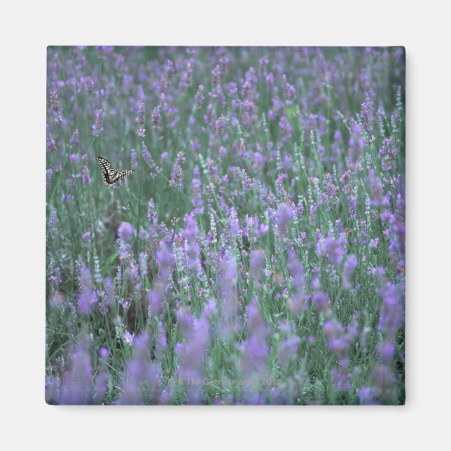 Lavender Fält Magnet (Framsidan)