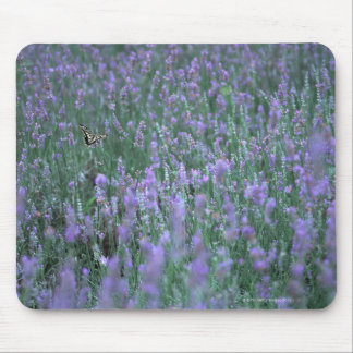 Lavender Fält Musmatta