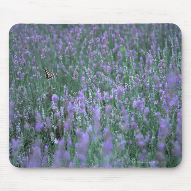 Lavender Fält Musmatta (Framsidan)