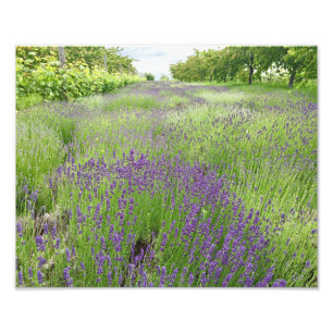 Lavender Fält Photo Art Fototryck