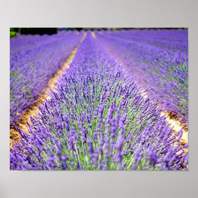 Lavender Fält Poster (Framsidan)