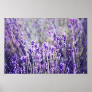 Lavender Fält Poster