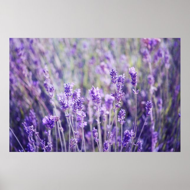 Lavender Fält Poster (Framsidan)