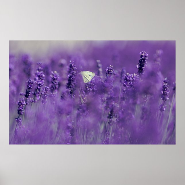 Lavender Fält Poster (Framsidan)