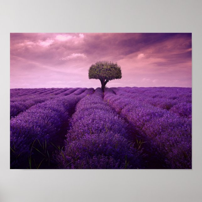 Lavender fält poster (Framsidan)