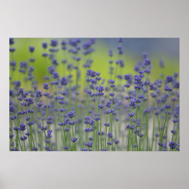 Lavender Fält Poster (Framsidan)