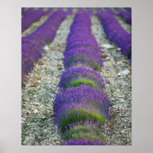 Lavender fält, Provence, Frankrike Poster
