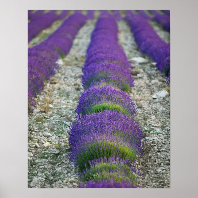 Lavender fält, Provence, Frankrike Poster (Framsidan)