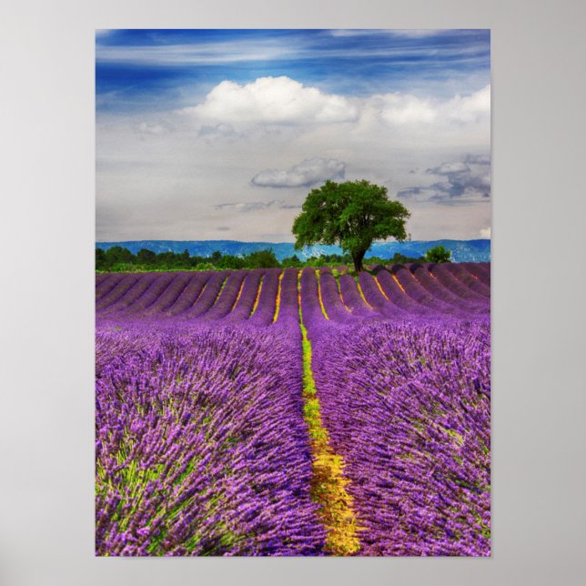 Lavender Fält scenic, Frankrike Poster (Framsidan)