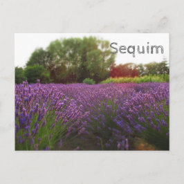 Lavender Fält Sequim Vykort