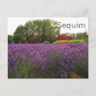 Lavender Fält Sequim Vykort