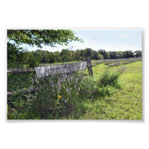 Lavender Fält Sign Fototryck