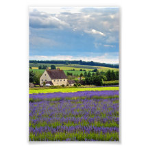 Lavender Fält Summer Flowers Cotswets England