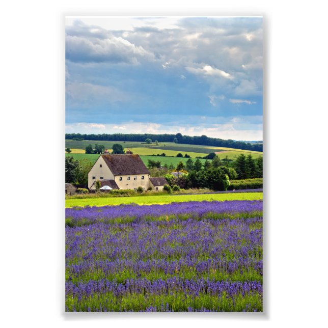 Lavender Fält Summer Flowers Cotswets England Fototryck (Framsidan)