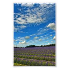 Lavender Fält Summer Flowers Cotswets England Fototryck