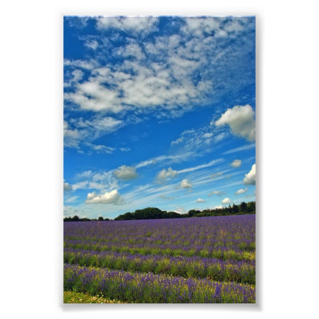 Lavender Fält Summer Flowers Cotswets England Fototryck (Framsidan)