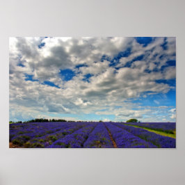 Lavender Fält Summer Flowers Cotswets England Poster