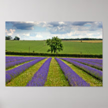 Lavender Fält Summer Flowers Cotswets England
