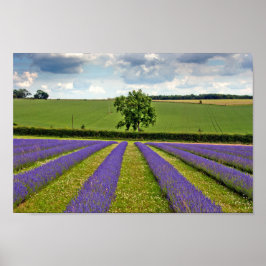 Lavender Fält Summer Flowers Cotswets England Poster