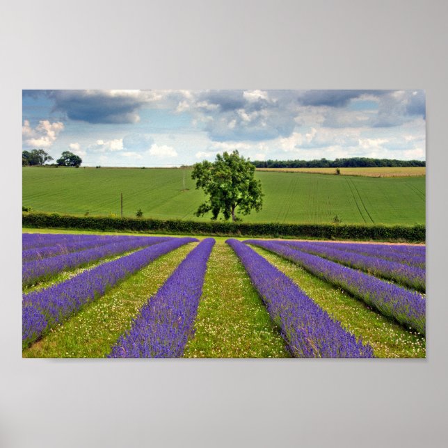 Lavender Fält Summer Flowers Cotswets England Poster (Framsidan)