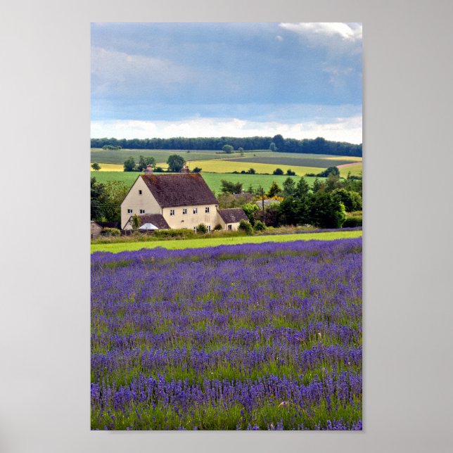 Lavender Fält Summer Flowers Cotswets England Poster (Framsidan)