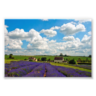 Lavender Fält Summer Flowers Cotwets England Fototryck