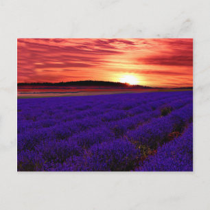 Lavender Fält Sunset Vykort