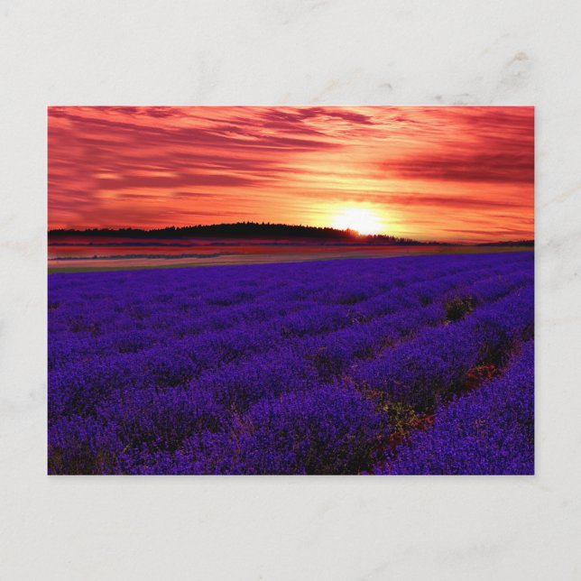 Lavender Fält Sunset Vykort (Framsida)
