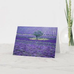 Lavender fält, Vence, Provence, Frankrike Kort