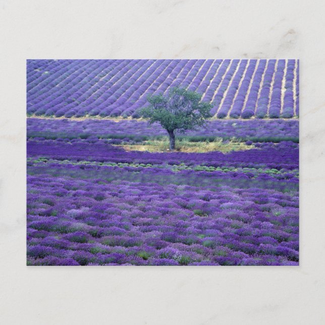 Lavender fält, Vence, Provence, Frankrike Vykort (Framsida)