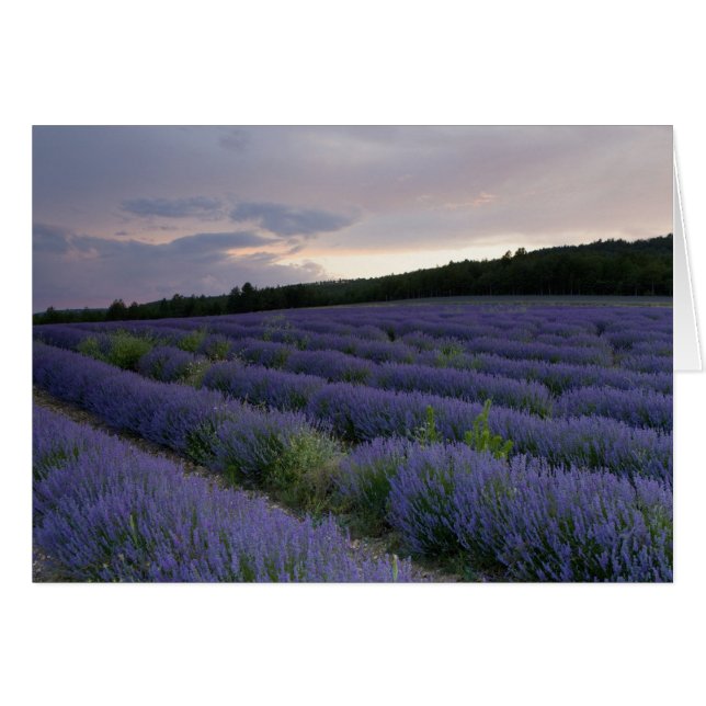 Lavender fält vid sunset hälsningskort (Framsidan Horizontal)