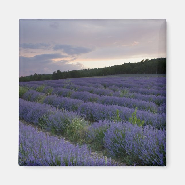 Lavender fält vid sunset magnet (Framsidan)