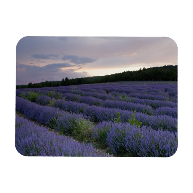 Lavender fält vid sunset magnet (Horisontell)