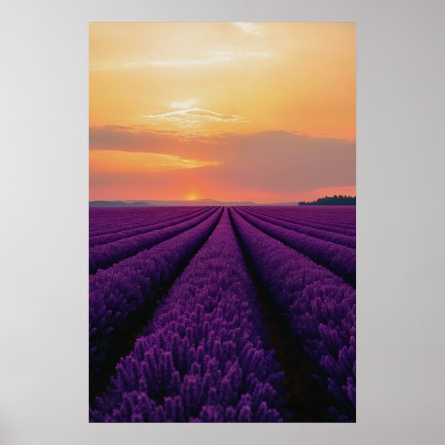 Lavender Fält vid Sunset Poster (Framsidan)