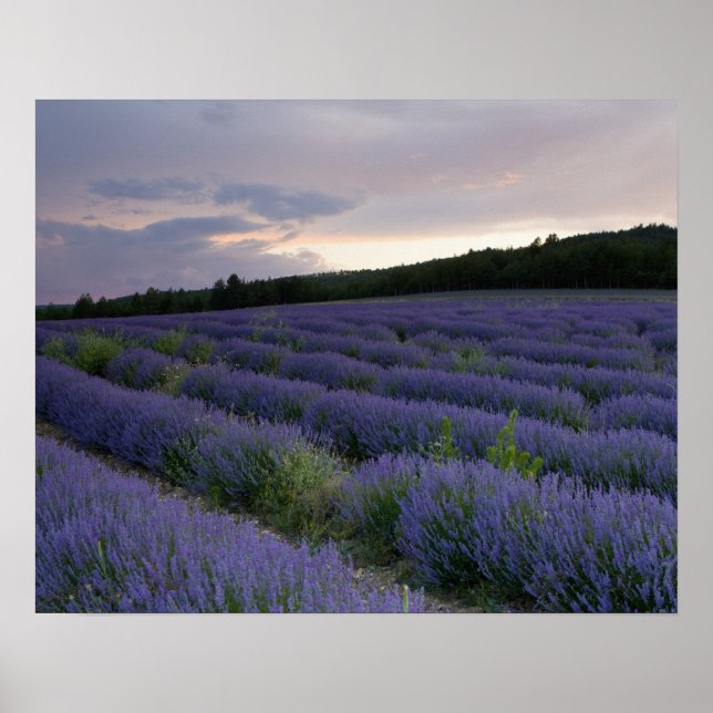 Lavender fält vid sunset poster (Framsidan)