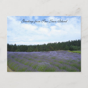 Lavender fält vykort