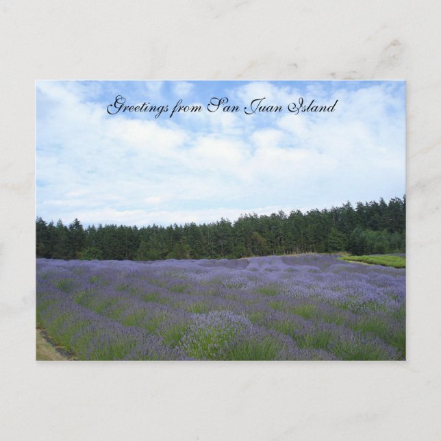Lavender fält vykort (Framsida)