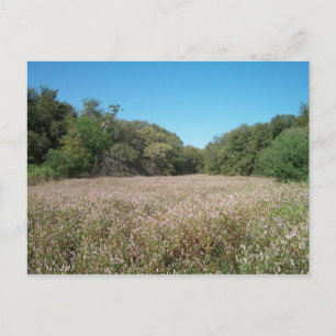 Lavender Fält vykort