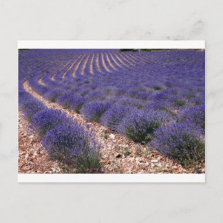 Lavender fält vykort
