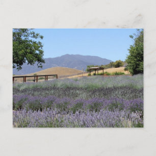 Lavender Fält vykort