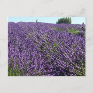 Lavender fält vykort