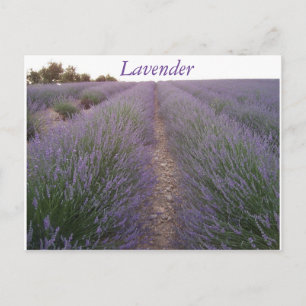 Lavender fält vykort