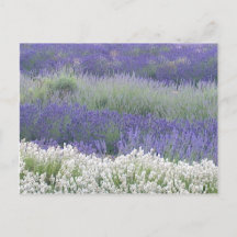 Lavender Fält vykort