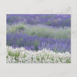 Lavender Fält vykort
